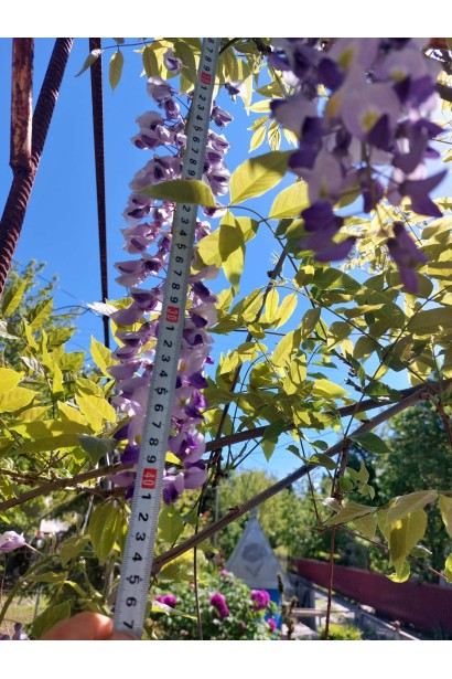 Глициния японская `Мультижуга` 